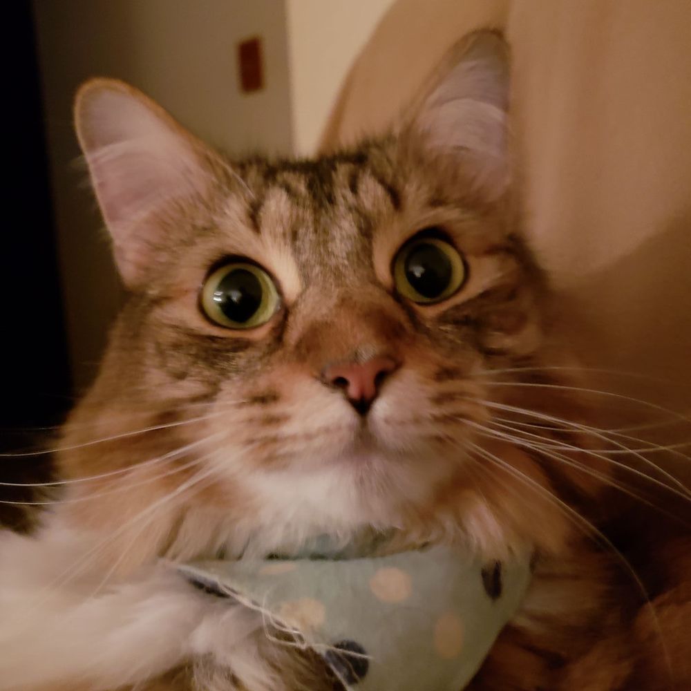 Meet your Posher, Hannah